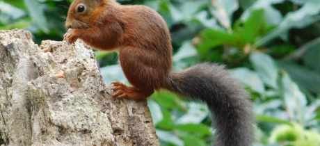Brownsea Island - Featured Image - 3