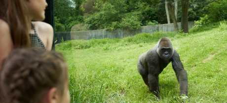 Port Lympne Safari Park - Featured Image - 2