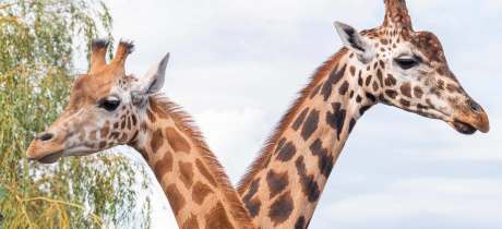 Noah's Ark Zoo Farm - Featured Image - 2
