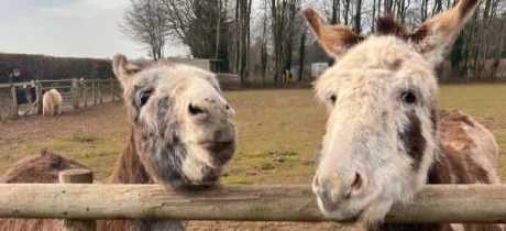 Cholderton Rare Breeds Farm - Featured Image - 4