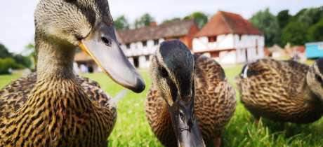 Weald and Downland Living Museum - Featured Image - 3