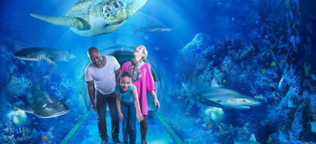 SEA LIFE Birmingham - Featured Image - 4