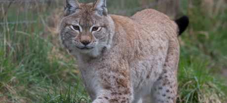 Ark Wildlife & Dinosaur Park - Featured Image - 4