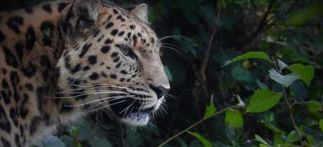 Combe Martin Wildlife & Dinosaur Park - Featured Image - 2