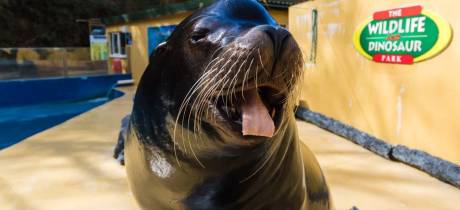 Combe Martin Wildlife & Dinosaur Park - Featured Image - 3