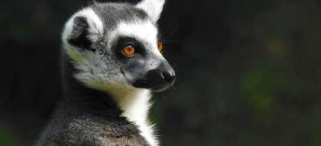 Combe Martin Wildlife & Dinosaur Park - Featured Image - 4