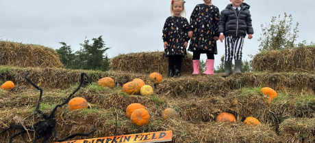 THE PUMPKIN FIELD- Green Barn Farm - Featured Image - 3
