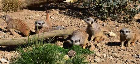 Filey Zoo - Featured Image - 2