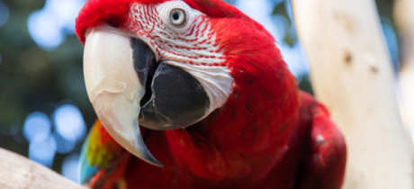Plantasia Tropical Zoo - Featured Image - 2