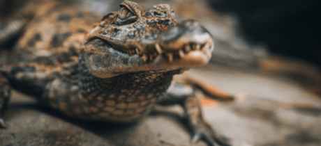 Plantasia Tropical Zoo - Featured Image - 3