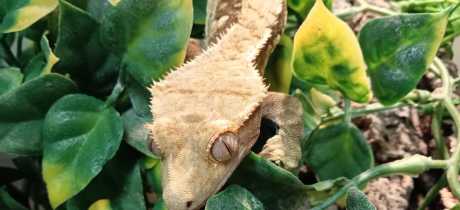 DJL Exotics - Featured Image - 2