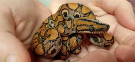 DJL Exotics - Featured Image - 3