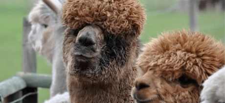 Lucky Tails Alpaca Farm - Featured Image - 2