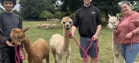 Lucky Tails Alpaca Farm - Featured Image - 3