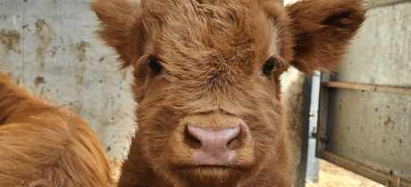 Bluebell Dairy - Featured Image - 2