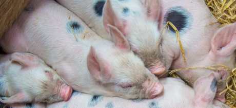 Piglets Adventure Farm Park - Featured Image - 4