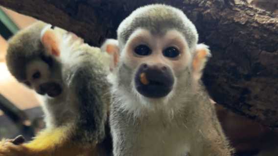 Get to know animals CIC
