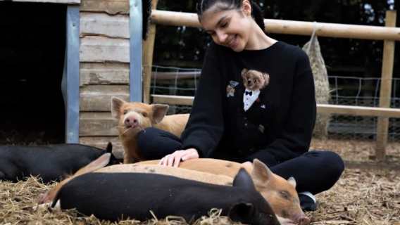 Piggy Pet and Play