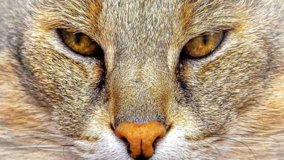 Ark Wildlife & Dinosaur Park