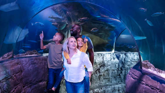 Family walking through an underwater ocean tunnel surrounded by fish and marine life at SEA LIFE Loch Lomond