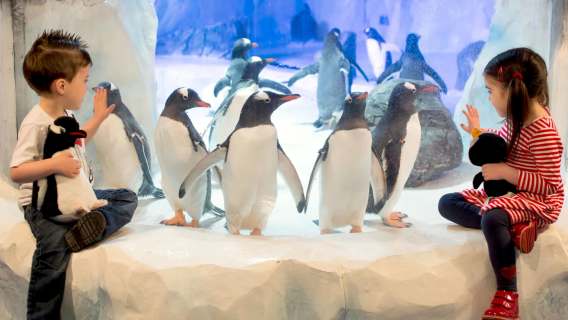 Girl and boy sat next to penguins