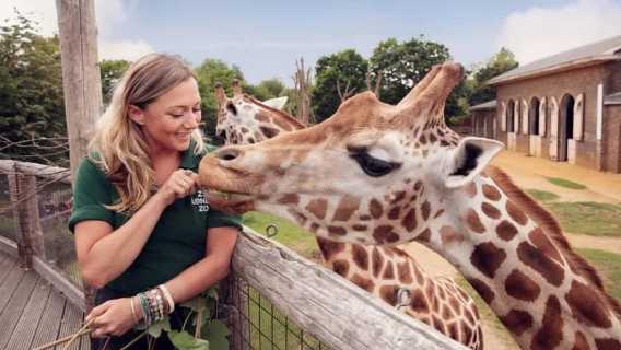 A smiling zookeeper feeds a giraffe by hand while another giraffe stands nearby.