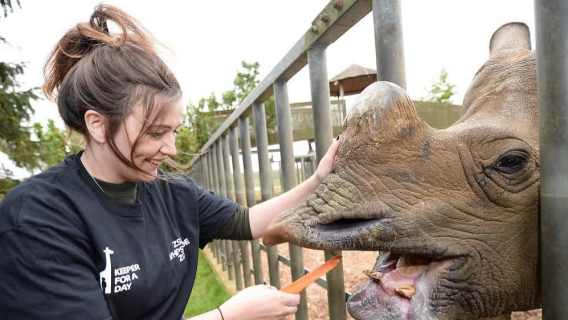 A smiling zookeeper feeds a rhino through a fence with a carrot.