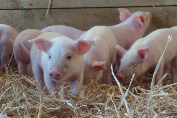 cute baby piglets cute baby piglets