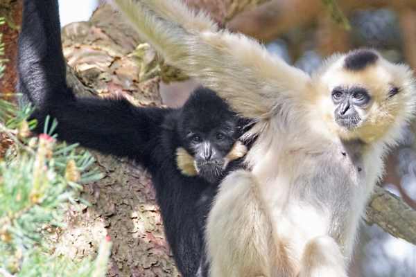 Pair of golden-cheeked gibbons sitting in a tree Pair of golden-cheeked gibbons sitting in a tree