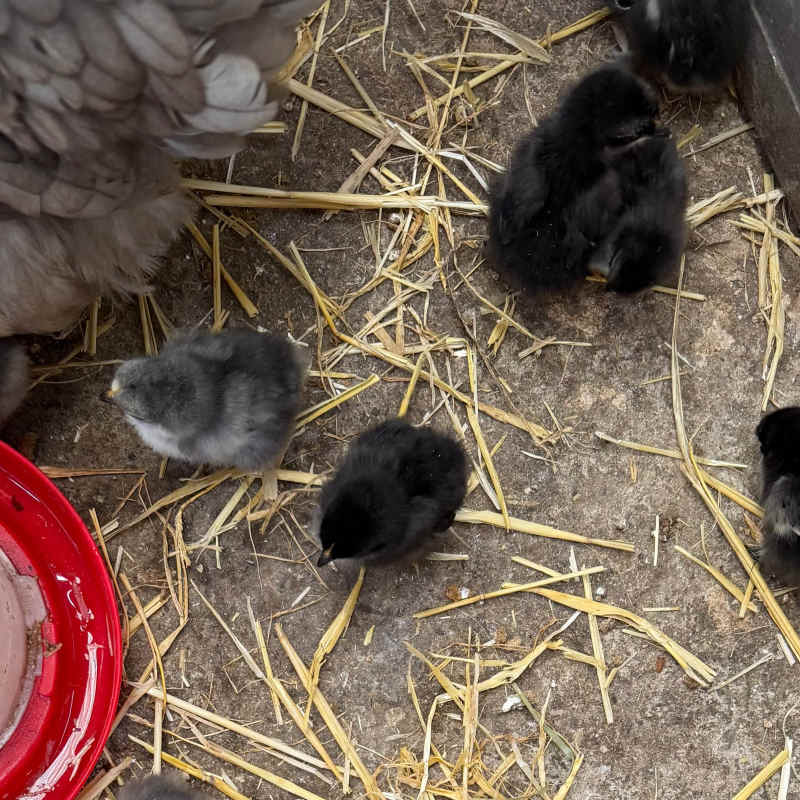 Baby chickens were so cute