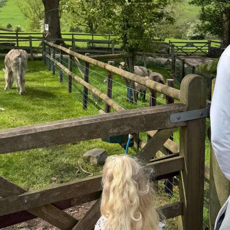 Saying hello to the noisy donkey