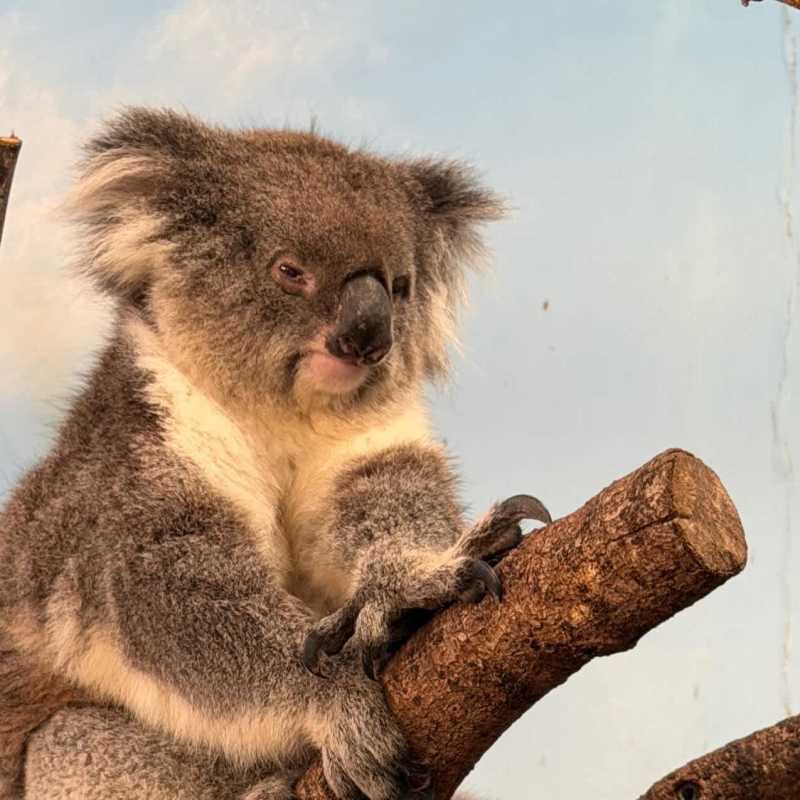 Koala creek