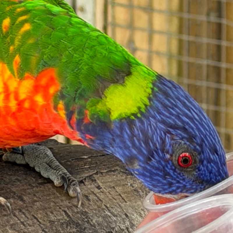 Lorikeet feeding