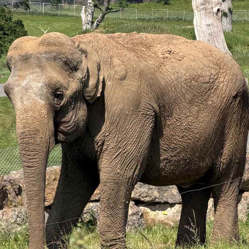 Anne the Elephant