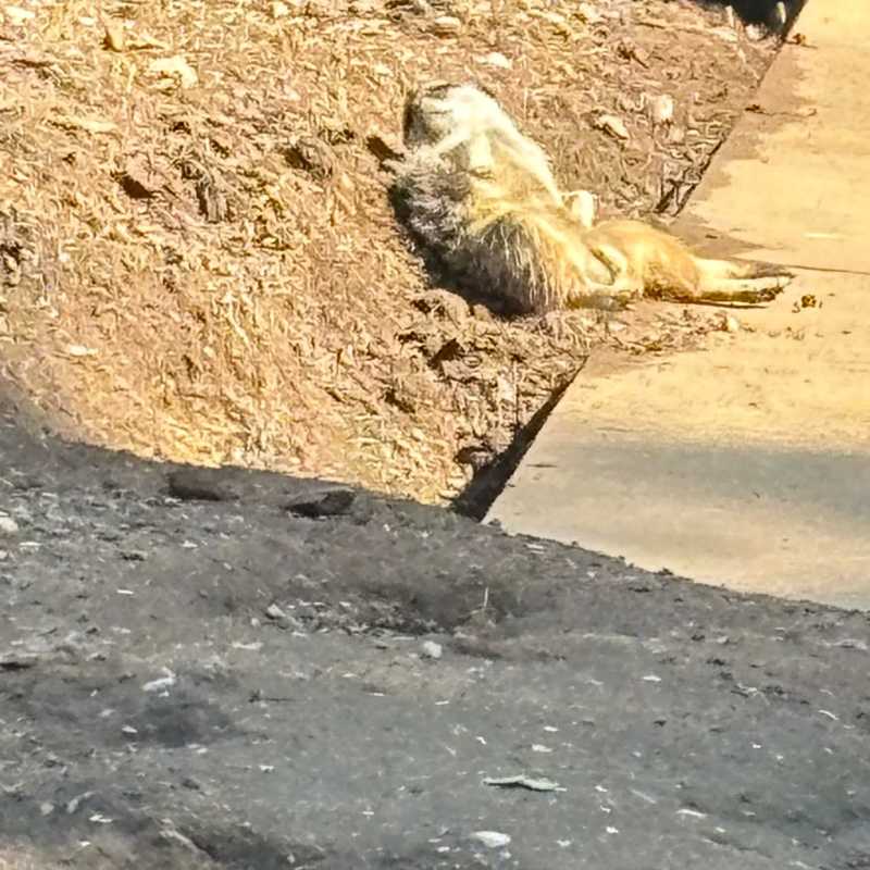 Meerkat catching some rays