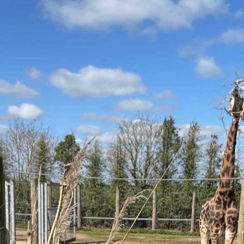 Majestic Giraffe