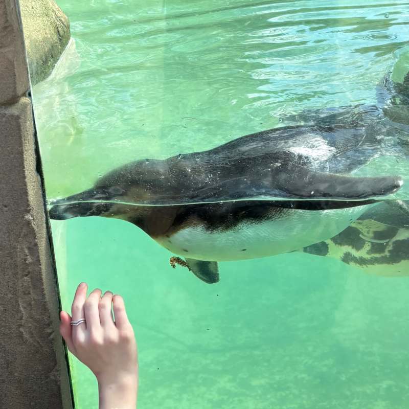 Talking to the penguin