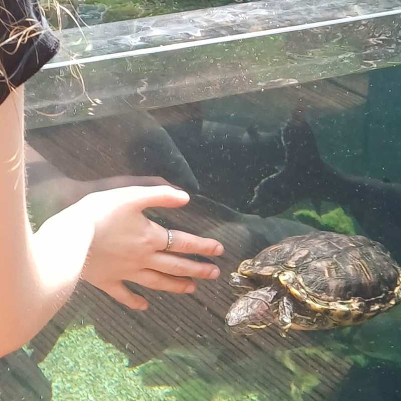 Terrapin