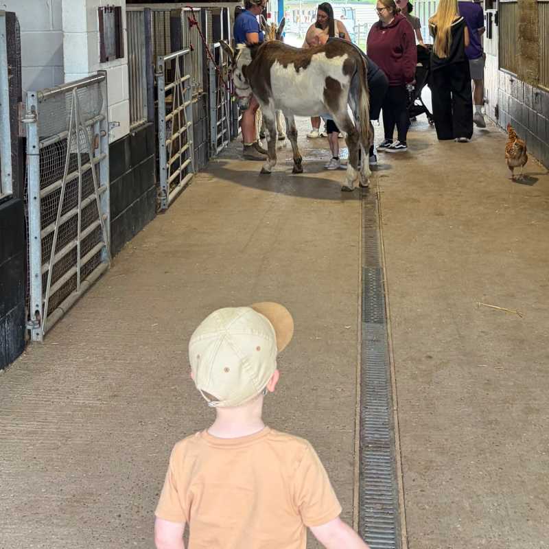 Donkey grooming in the main barn