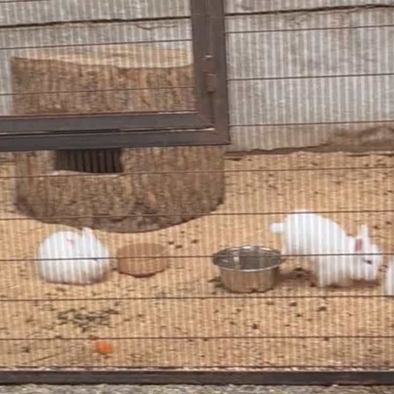 Rabbits