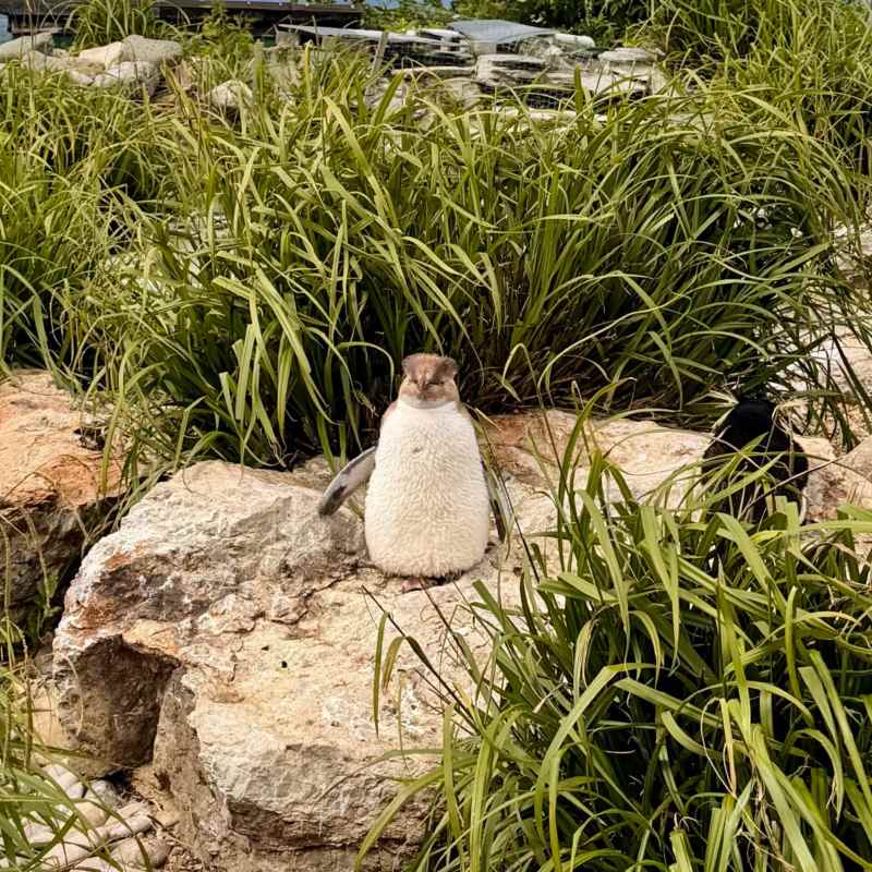 Penguin heaven!
