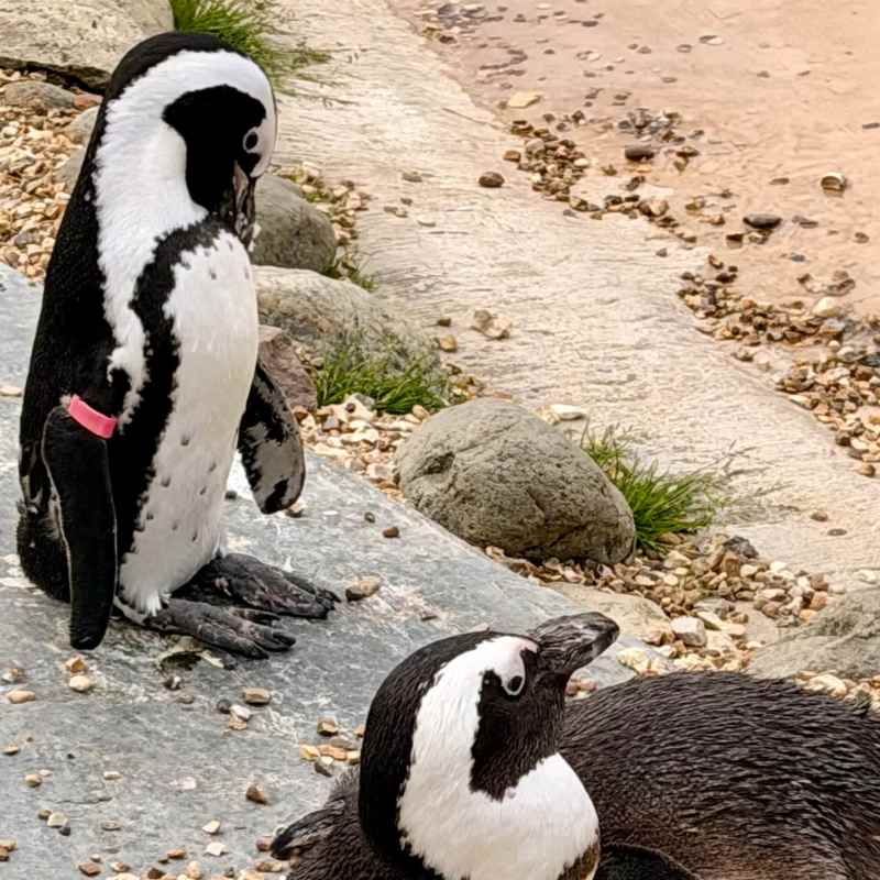 First stop, the penguins!