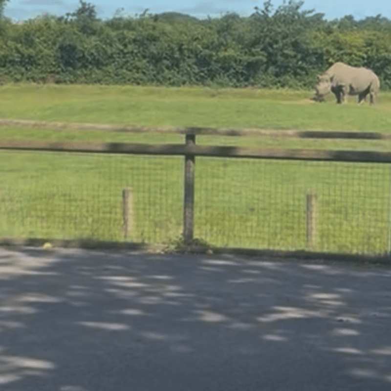 The kids were excited to see rhinos right by the entrance.