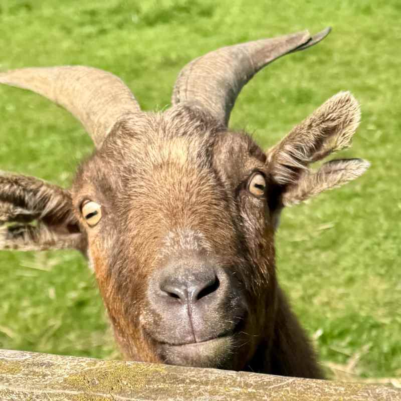 The goats were definitely ready for feeding time and wasted no time coming over to say hello!