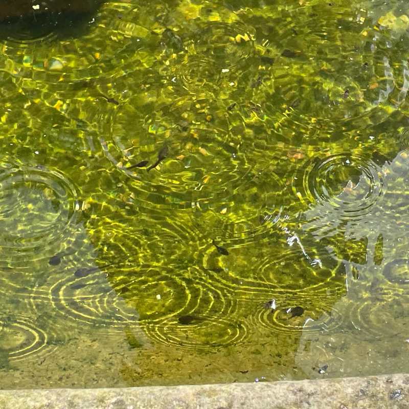 Tadpoles in the Fountain