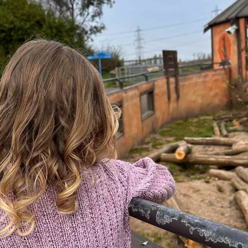 Meerkats