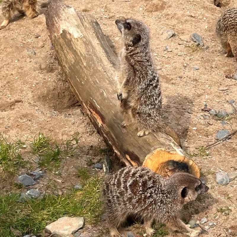 Meerkats