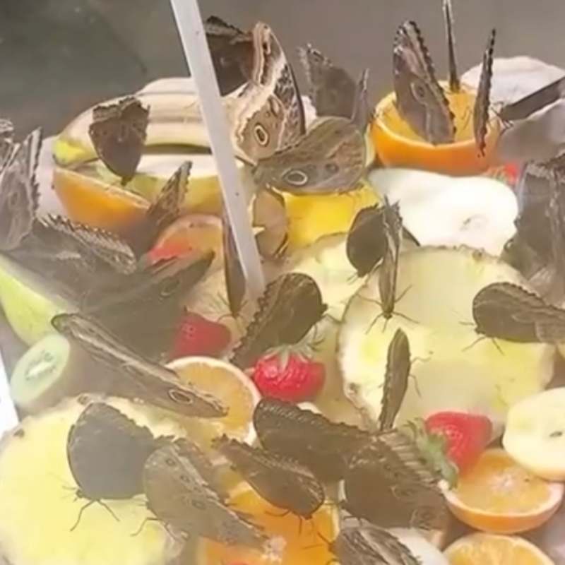 Butterflies
