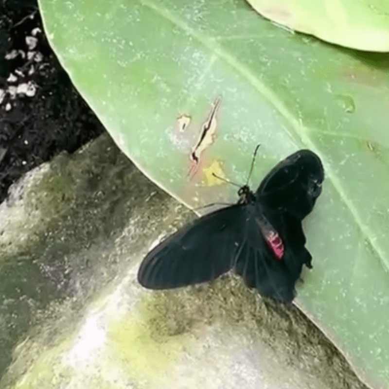 B