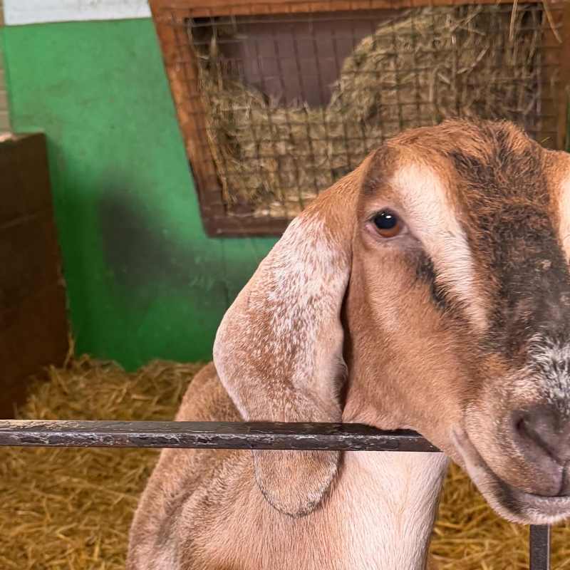 You can feed the animals - bags of food £1